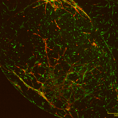 Microscience Microscopy Congress 2019