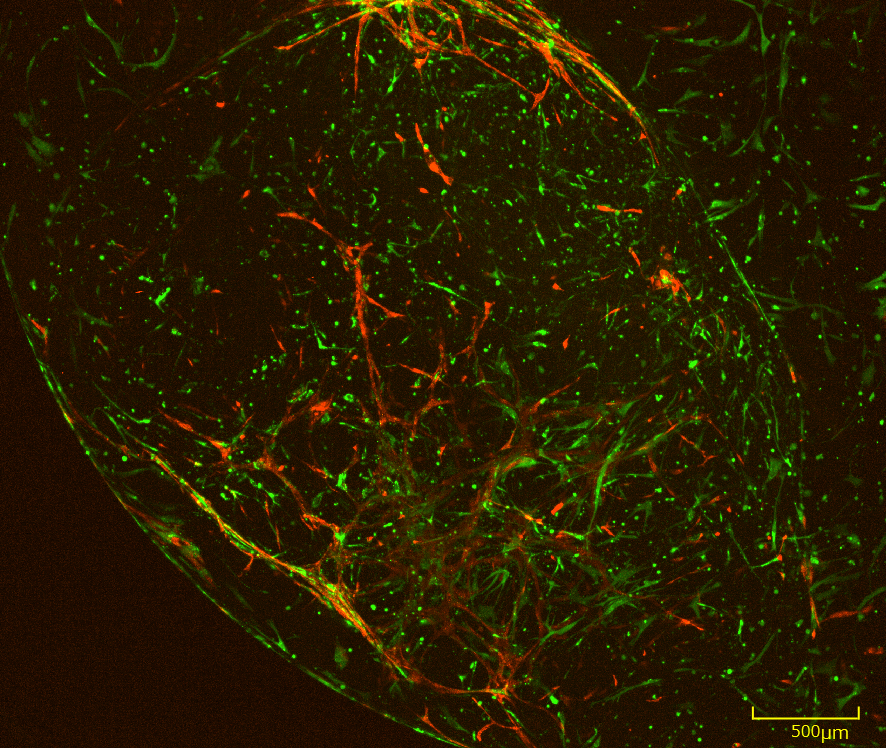 Microscience Microscopy Congress 2019