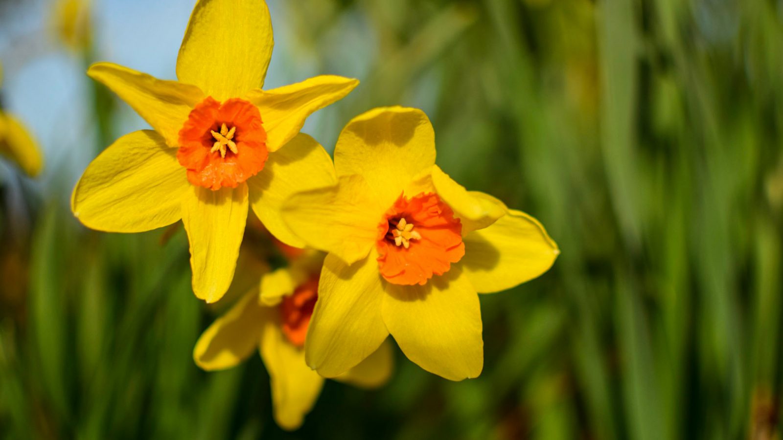 daffodils