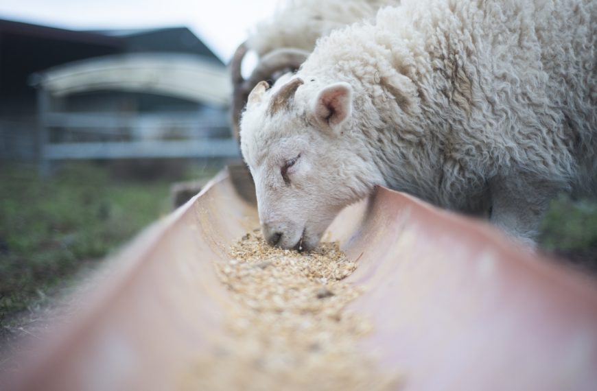 Lamb with his eyes closed enjoying his feed outdoors in