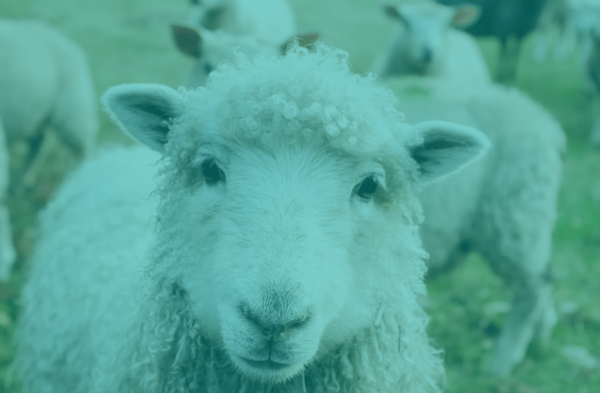 A sheep looking quizzical