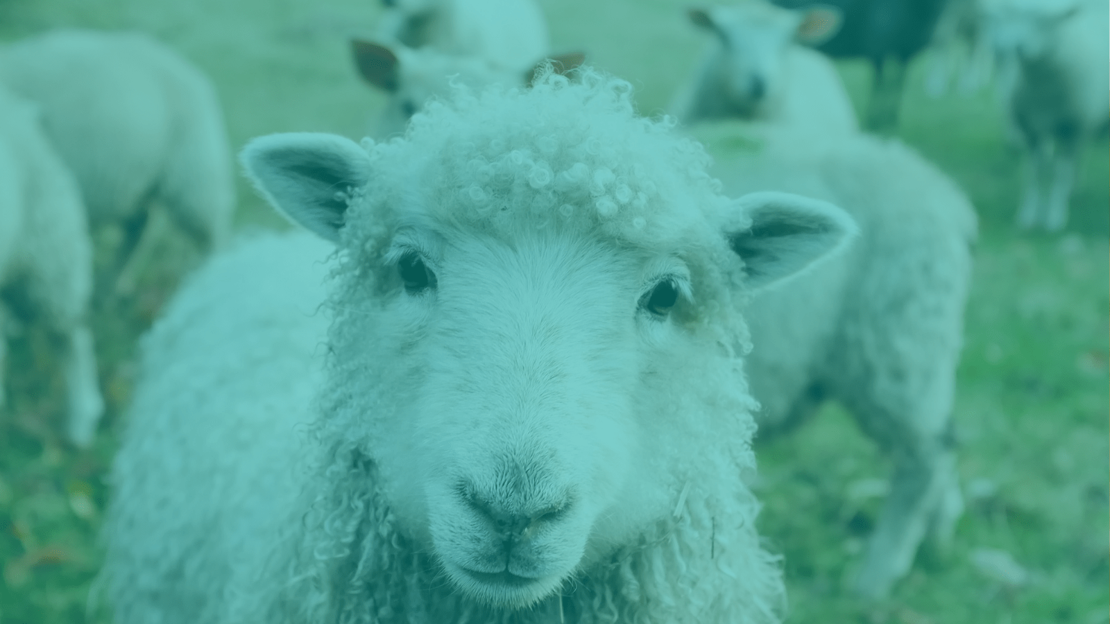 A sheep looking quizzical